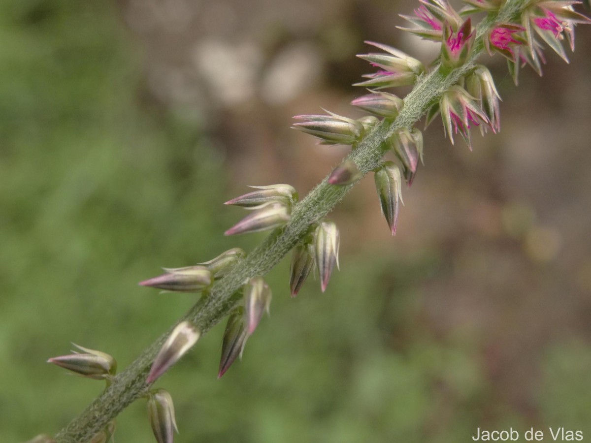 Achyranthes aspera L.